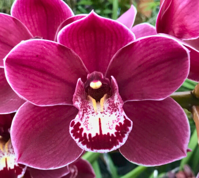 Cymbidium Dural Dream ‘Rose’ close-up of flower, deep rose-magenta petals and sepals with a fine white edge and a striking white lip with a dark red band.