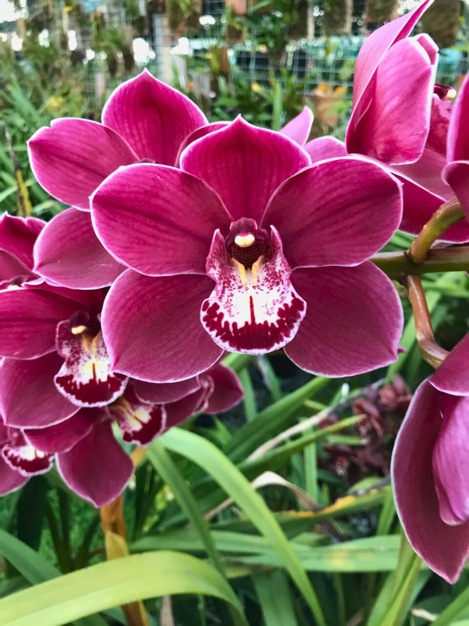 Cymbidium Dural Dream ‘Rose’ close-up of flower, deep rose-magenta petals and sepals with a fine white edge and a striking white lip with a dark red band.