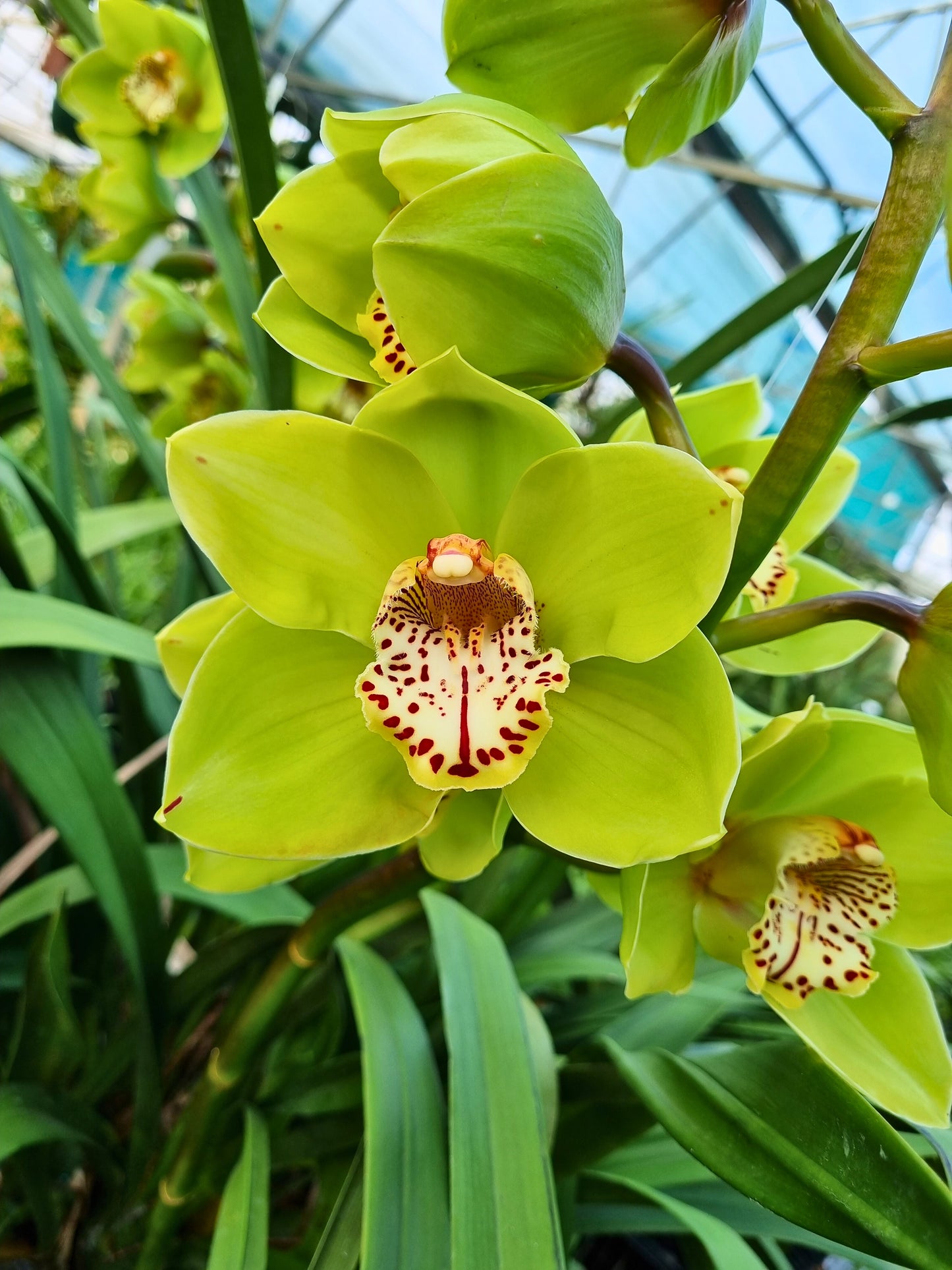 Cymbidium Royale Fare ‘\#5’ close-up of flower, clear apple green sepals and petals with a white lip featuring a prominent red stripe and dark red spotting.