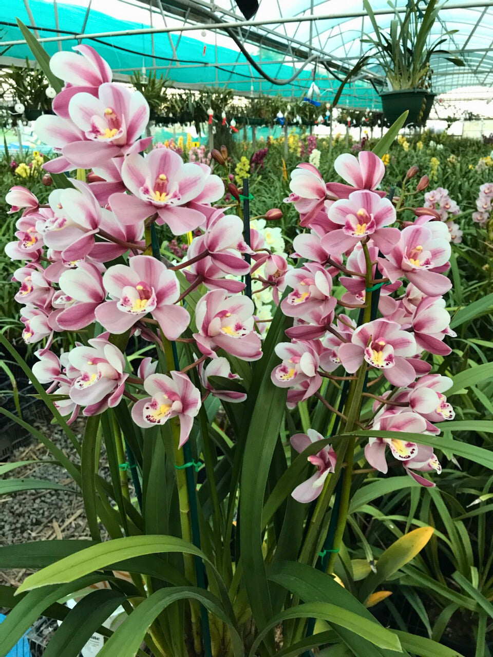 Flowering Pink & white cymbidium