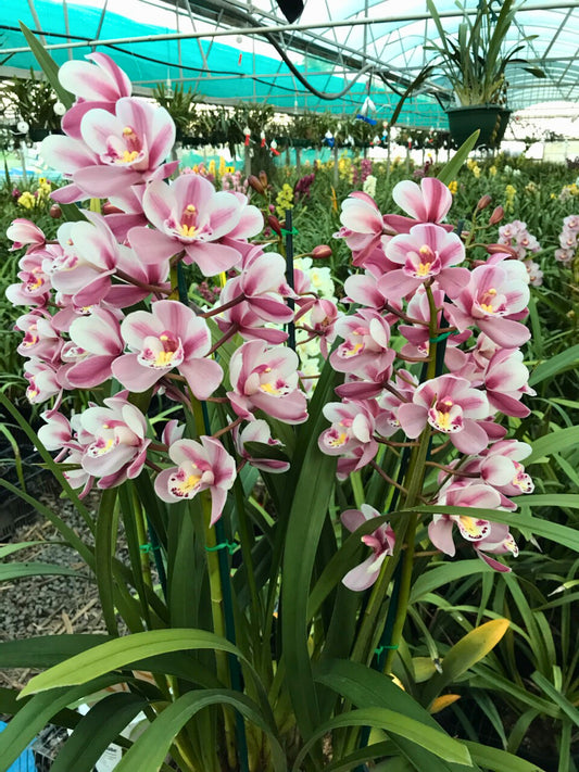Cymbidium ‘John Charles’ flowers, bright white segments with bold pink/magenta striping and a spotted white lip.