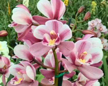 Pink and white Cymbidium flower