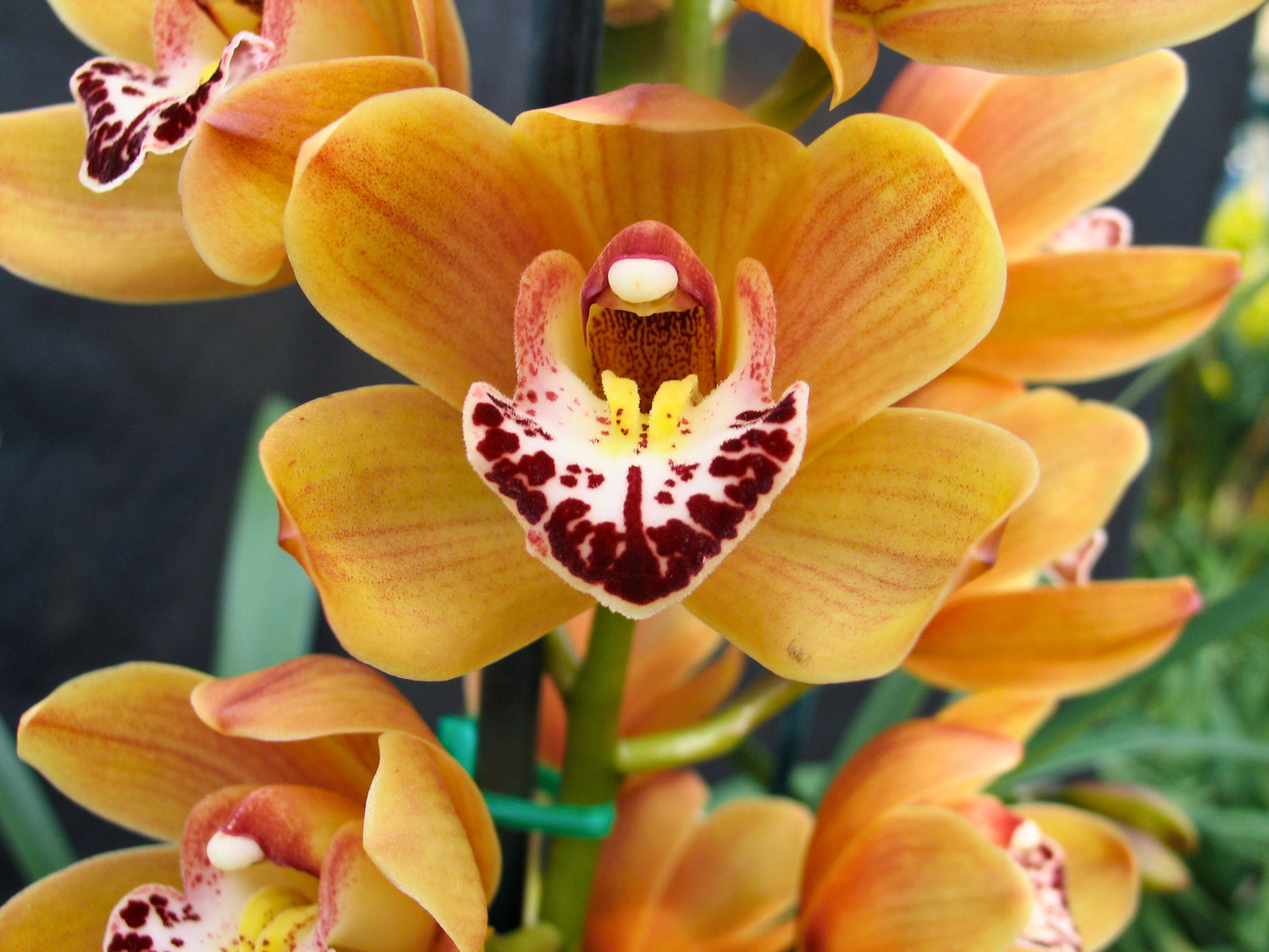Cymbidium Stone Free ‘Orange Gem’ flower close-up, radiant golden orange segments with fine red veins and a white lip with a bold burgundy blotch.