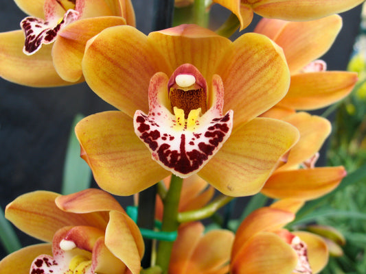 Cymbidium Stone Free ‘Orange Gem’ flower close-up, radiant golden orange segments with fine red veins and a white lip with a bold burgundy blotch.