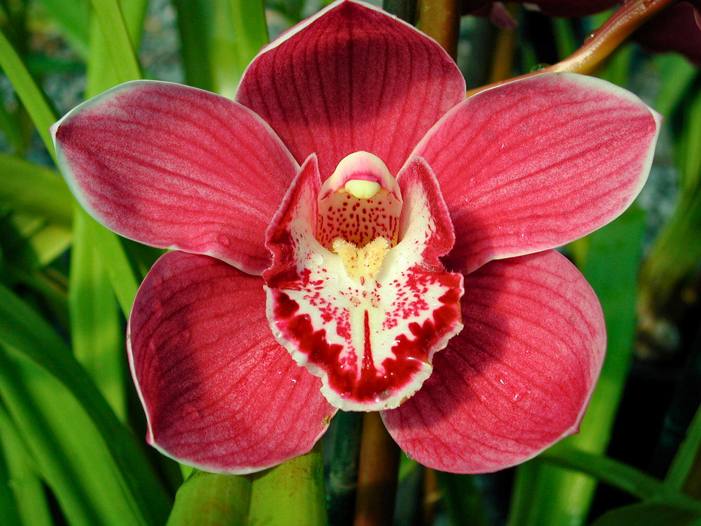 ymbidium Kurralta Park 'Tennyson' close-up of the large, deep burgundy-red flower with a white lip dramatically marked in crimson and yellow.