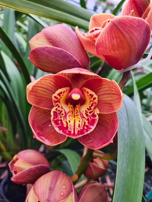 Cymbidium Foxfire Amber 'Dural' close-up of the vibrant amber-orange flower with a yellow lip heavily patterned with deep crimson-red markings.