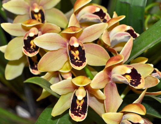 Cymbidium Darch Cool ‘Charming Bourne’ close-up of flowers, sunset gold-yellow petals with a prominent, dark ruby-red lip.