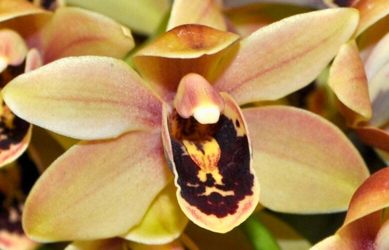 Cymbidium Darch Cool ‘Charming Bourne’ close-up of flowers, sunset gold-yellow petals with a prominent, dark ruby-red lip.