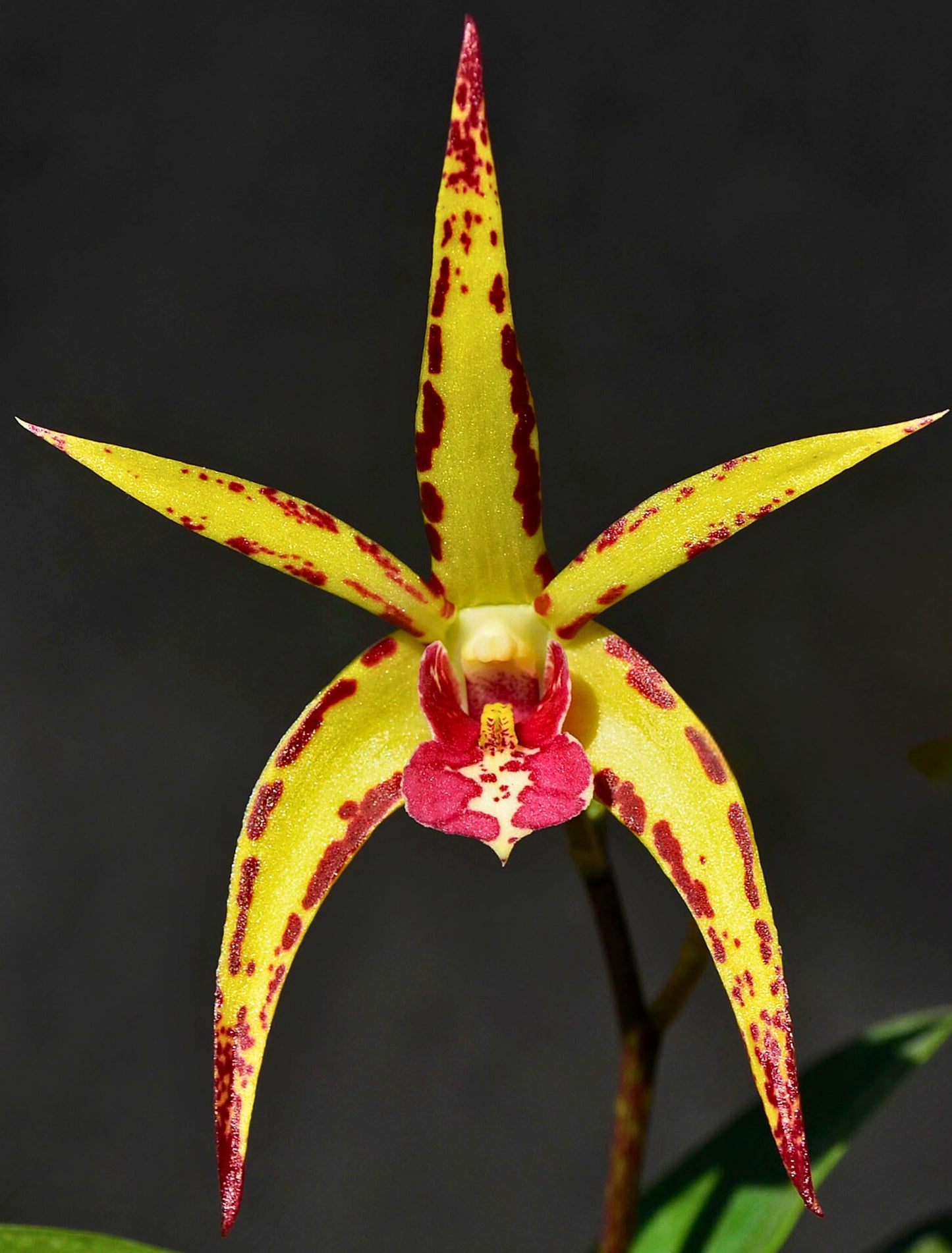Dendrobium Hybrid (Snugglebear x Jesmond Sparkler) – Exciting Bicolor Seedling