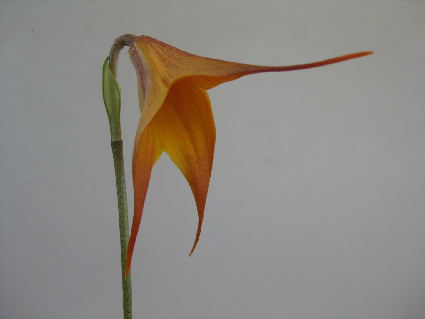 Dracuvallia Fleur 'Ember'
