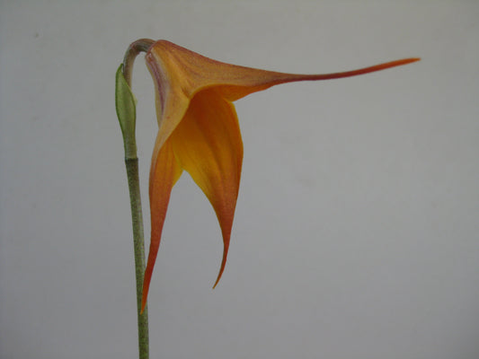 Dracuvallia Fleur 'Ember'