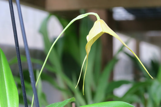 Dracuvallia 'Chartreuse'