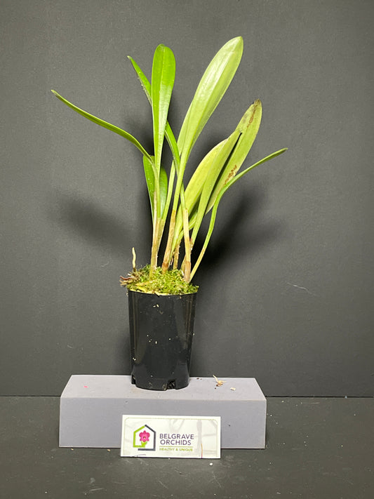 Masdevallia coccinea 'Petite Rose' plant showing compact clumping growth habit in cultivation