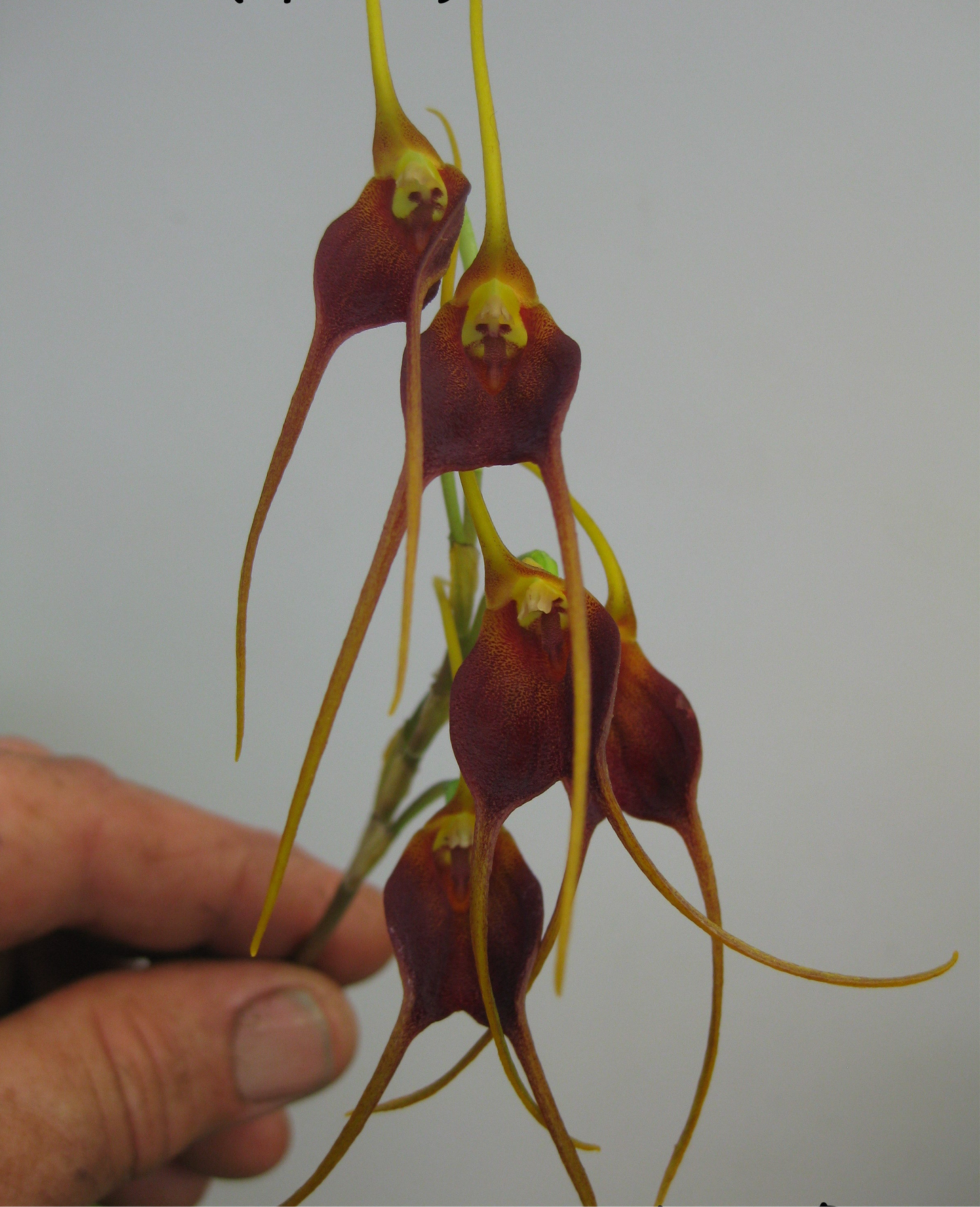 Masdevallia schlimii
