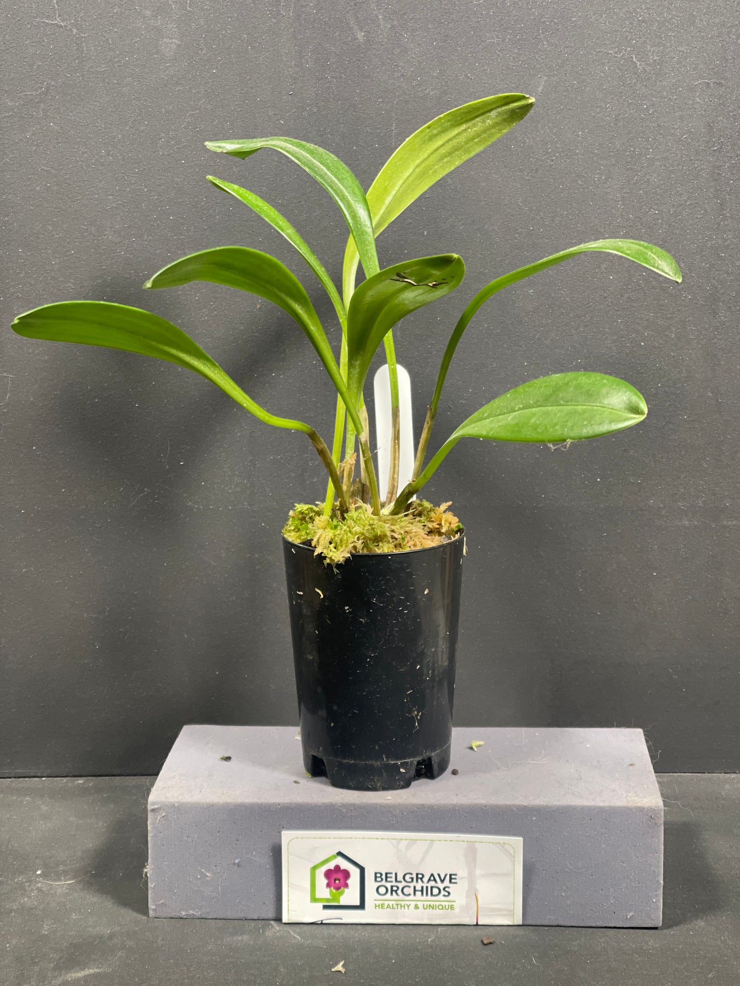 Masdevallia coccinea f. alba 'Snow Flake'