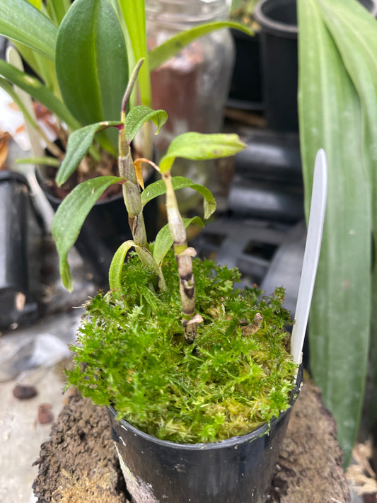 Dendrobium mohlianum x cuthbertsonii