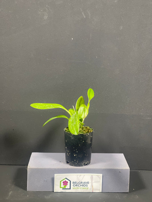 Masdevallia Bright Spice