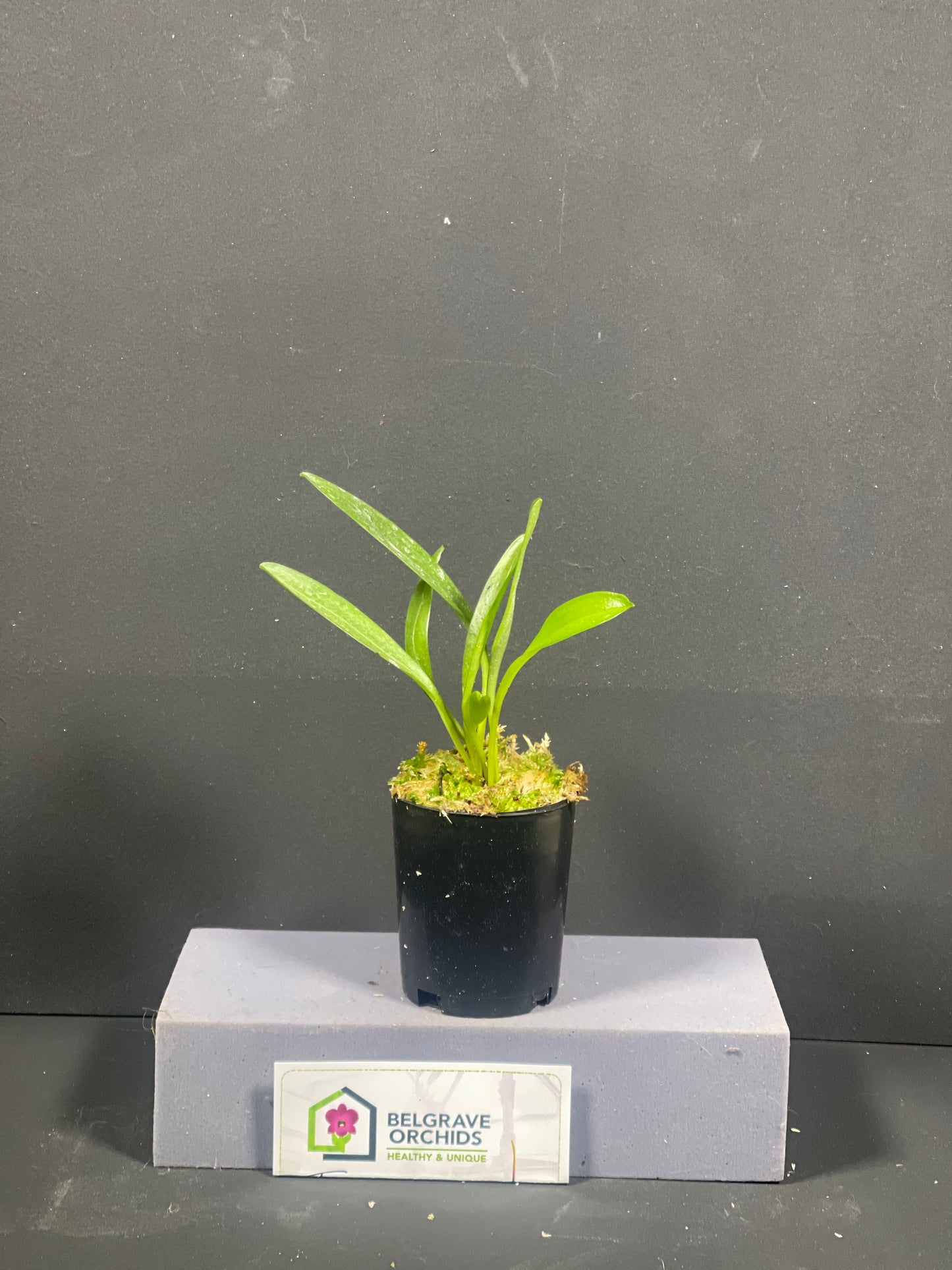 Masdevallia Funky 'Hunky'