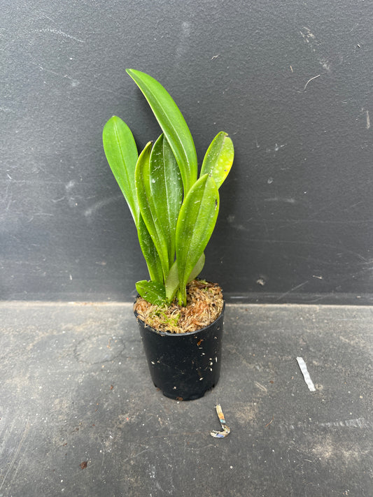 Masdevallia Chelsonii orchid plant