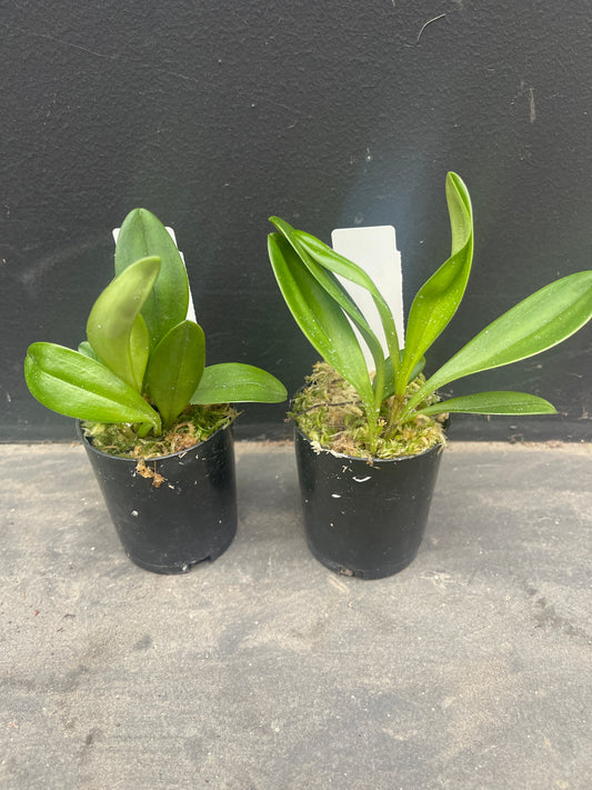 Two small potted plants on a gray surface with a dark background