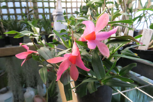 Dendrobium sulawesiense x cuthbertsonii