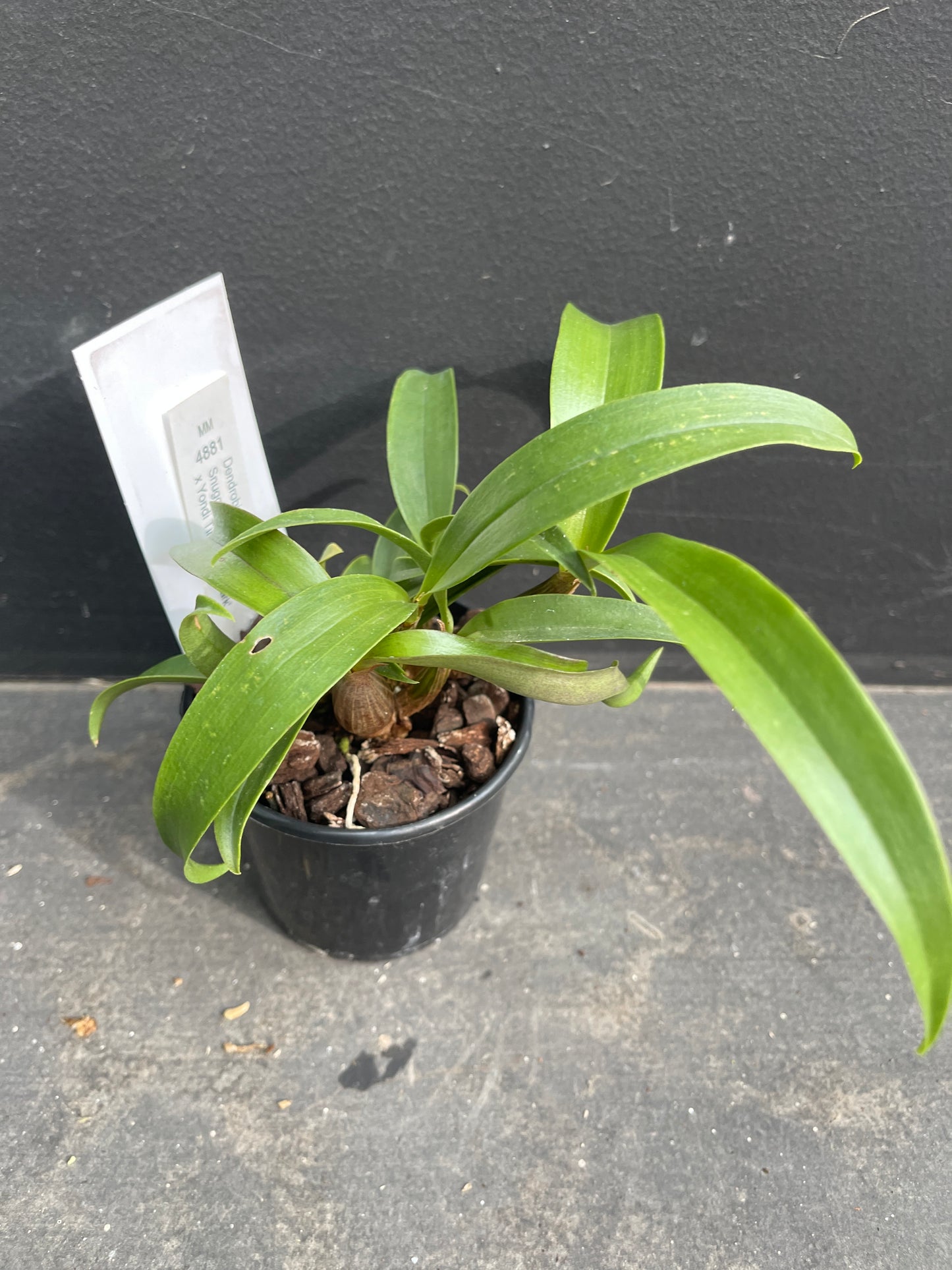 Dendrobium Snugglebear ‘Amanda’ x Yondi Tina ‘Kings Park’