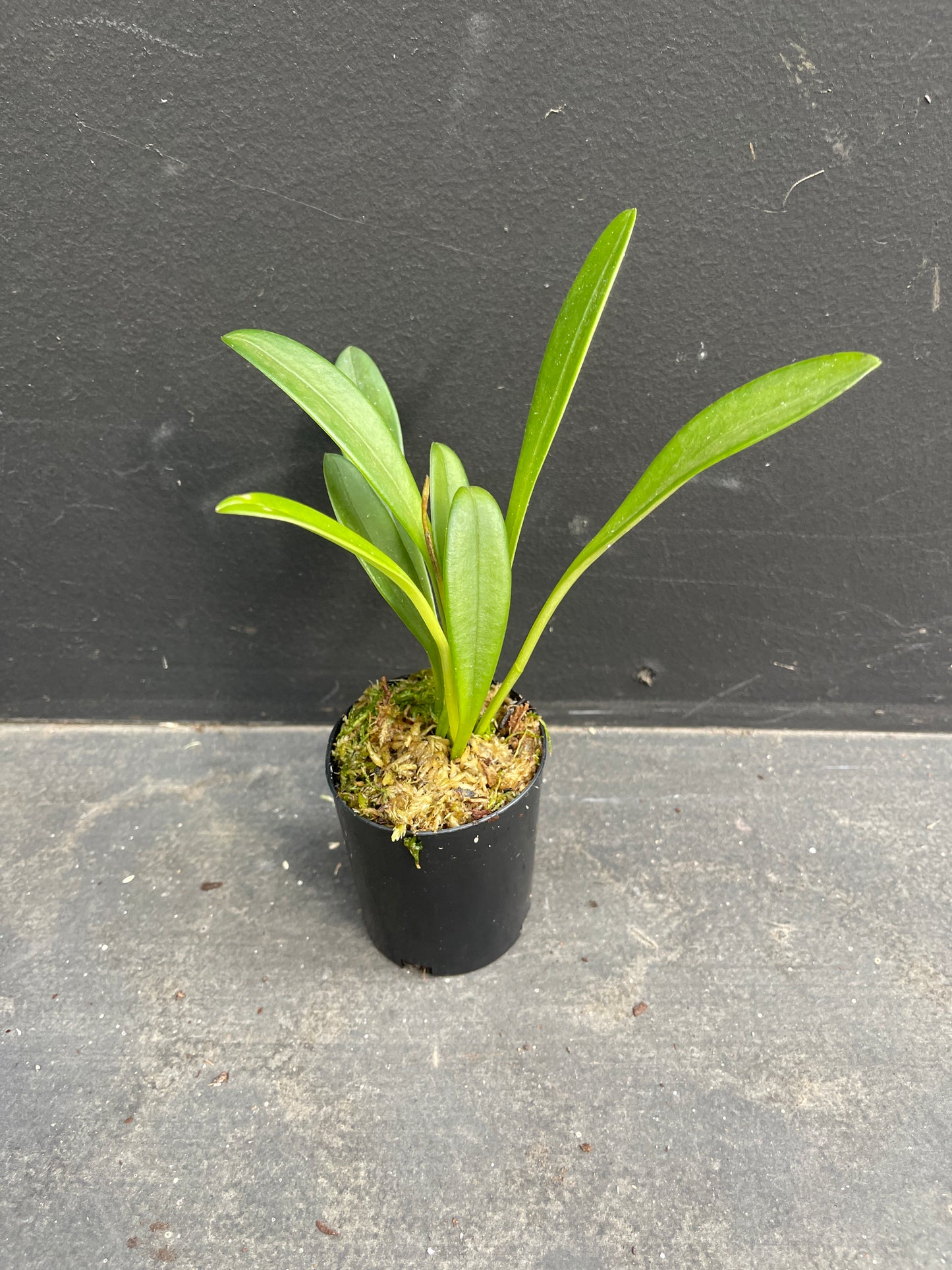 Masdevallia amabilis