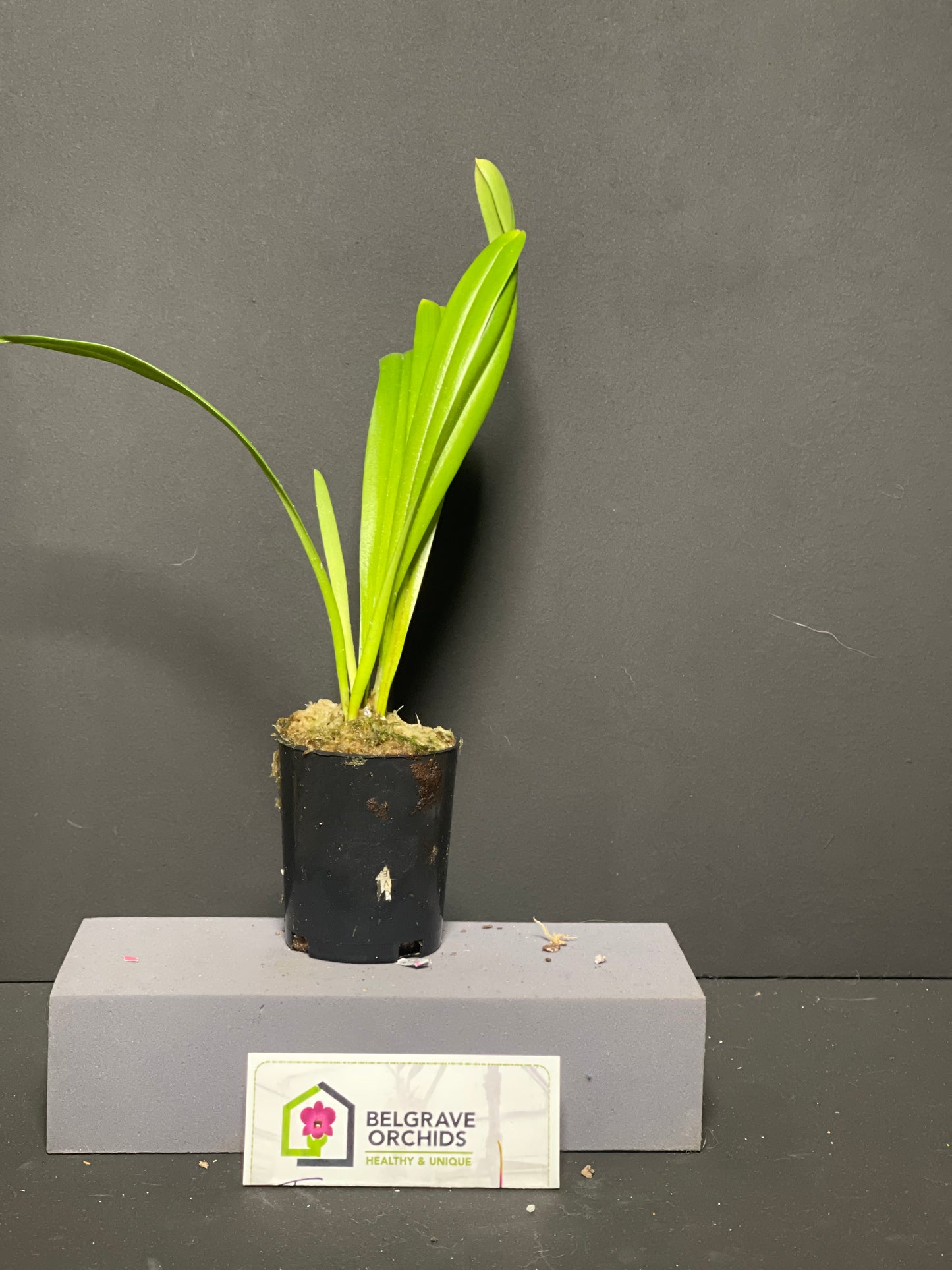 Dracula orientalis plant in cultivation showing compact upright foliage in pot