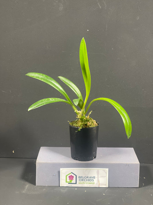 Masdevallia Ruby Rose 'Beenak' plant showing compact upright foliage in cultivation