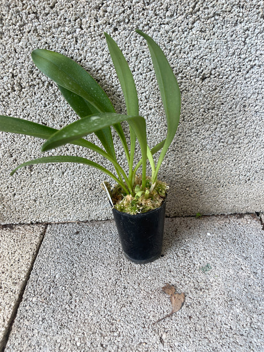 Masdevallia Midas Touch 'Crown Vista' FCC/AOC plant showing established division with compact upright foliage
