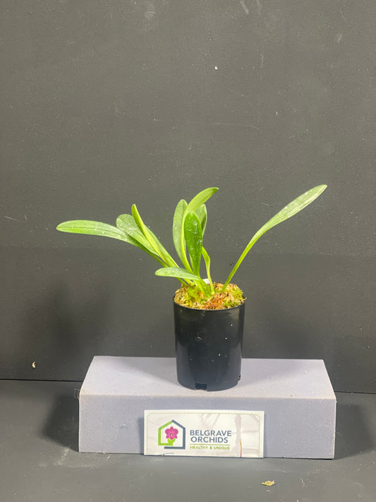 Masdevallia amabilis – Species Orchid