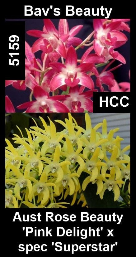 Dendrobium Bav's Beauty HCC — Aust Rose Beauty 'Pink Delight' × spec 'Superstar'