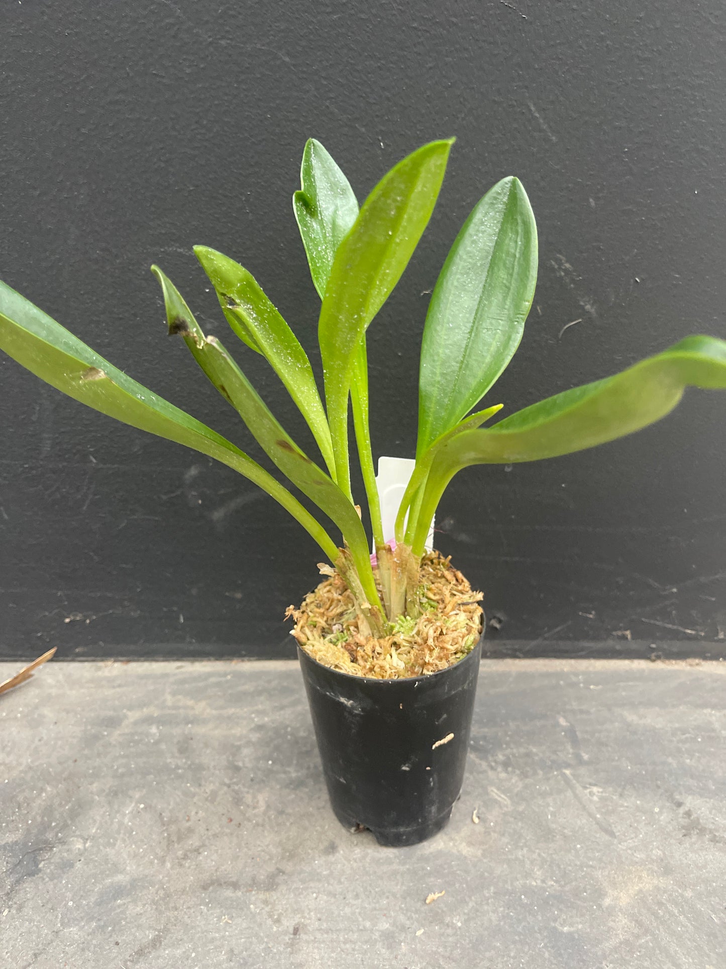 Masdevallia Machu Picchu 'Jay Vee'