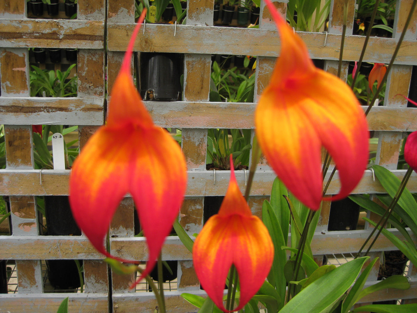 Masdevallia Falcata 'Inferno'