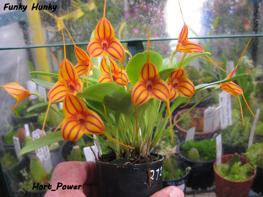 Masdevallia Funky 'Hunky'