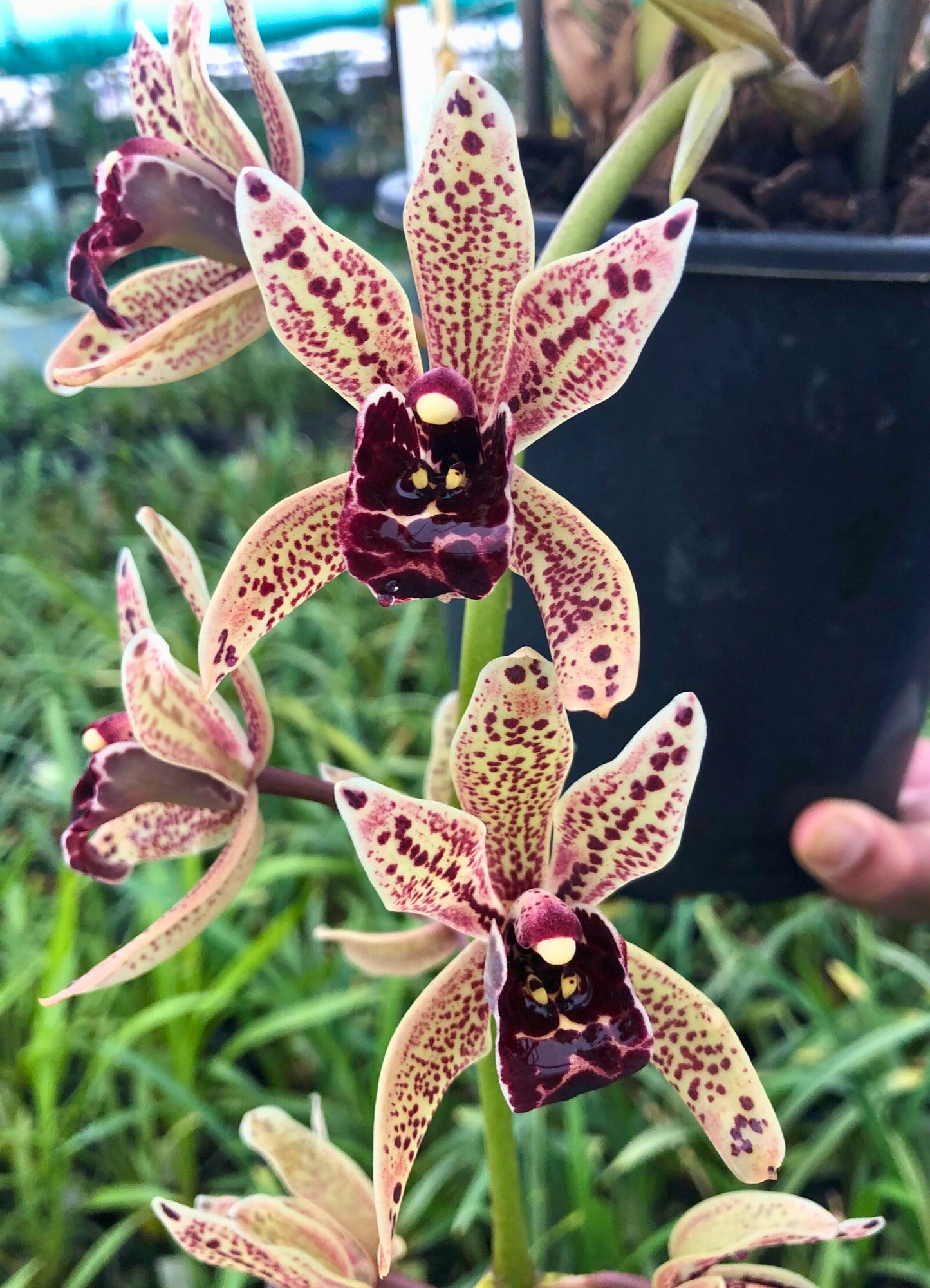 Cymbidium Funky Devon ‘Gerald’ flower close-up, cream/yellow segments heavily speckled with plum-red spots and a dark purple lip.
