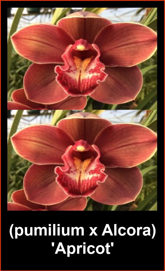 A close-up of a Cymbidium (pumilum x Alcora) 'Apricot' flower. The bloom is a beautiful rusty-apricot color with a heavily ruffled, deep red and white lip