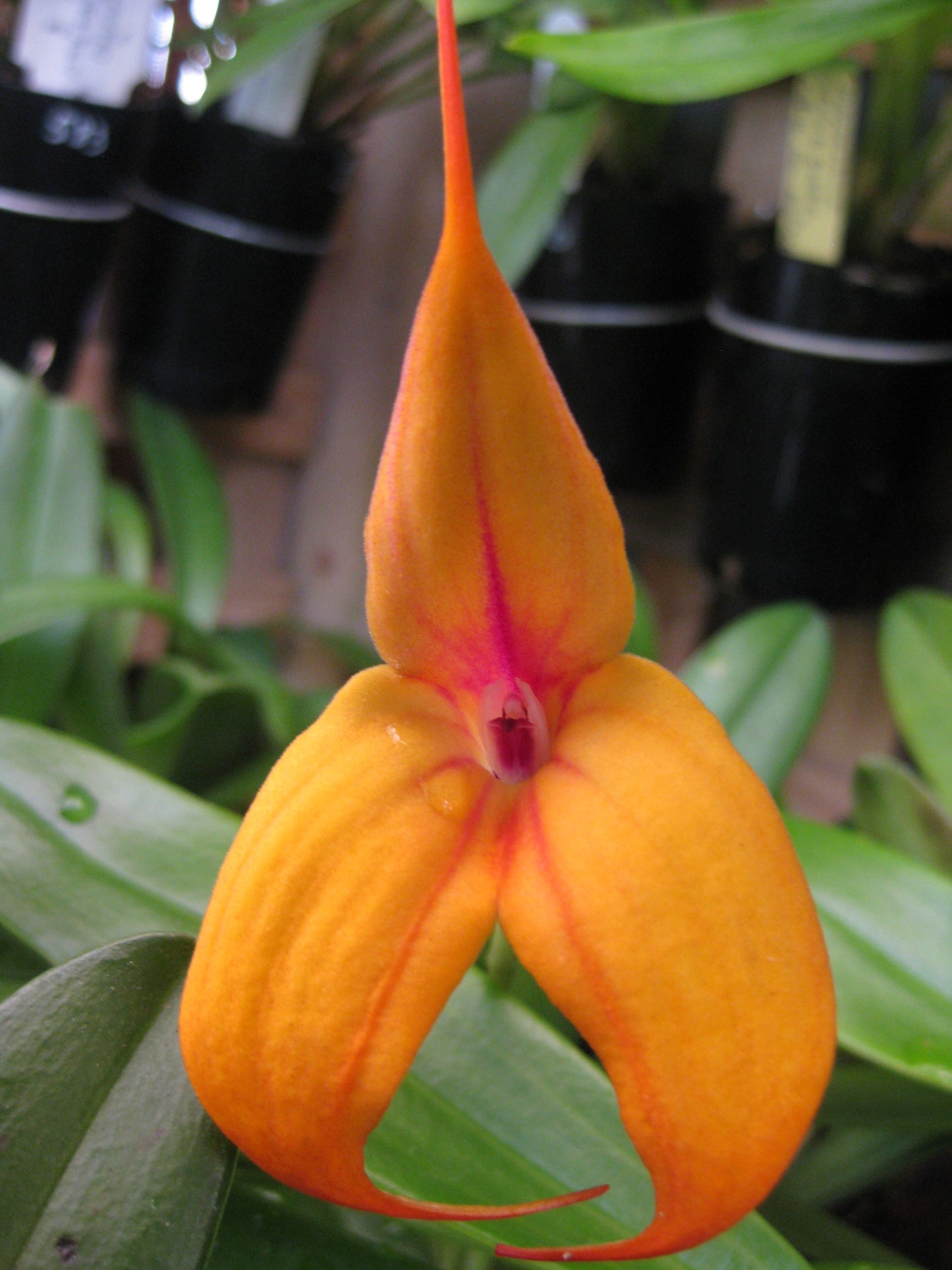 Masdevallia Heathii × Rein Staal 'Tequila Sunrise'