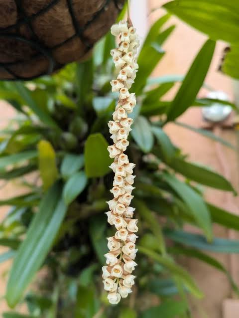 Coelogyne chinensis (syn. Pholidota chinensis), hanging chain of white flowers among papery bracts