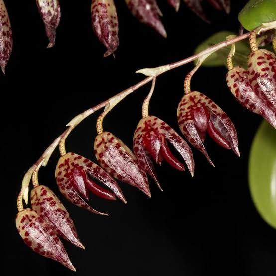 Pleurothallis restrepioides flower spray, rows of maroon-spotted flowers on an arching stem