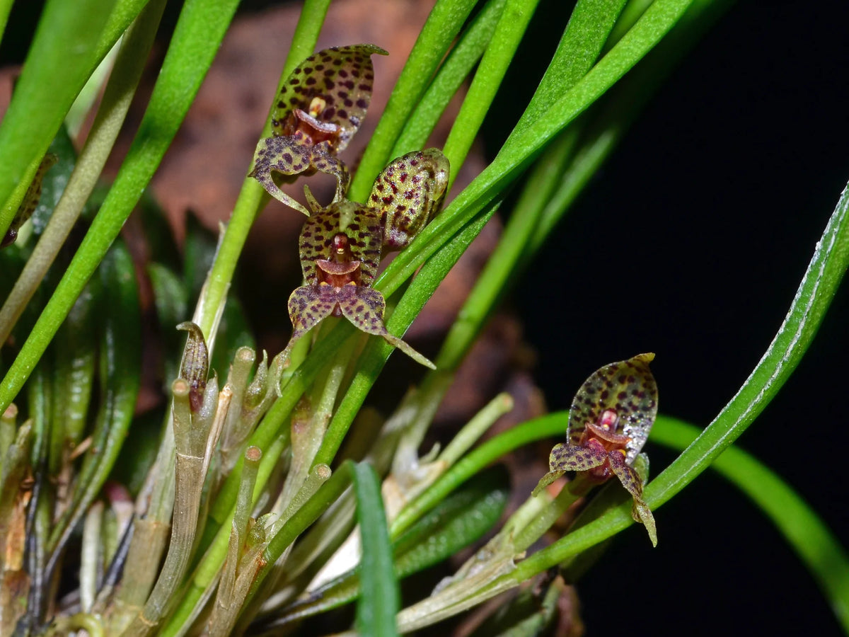 Dryadella hirtzii in flower, small spotted cream and brown flowers among narrow leaves