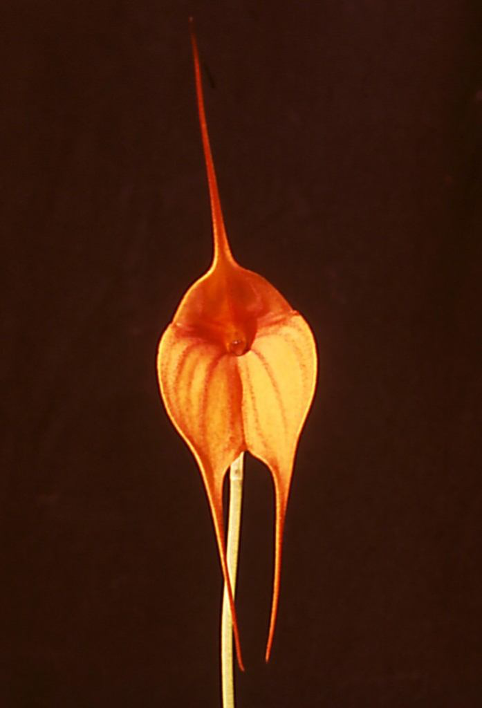Masdevallia King of Kings ‘Sequalo’ Am/AOC