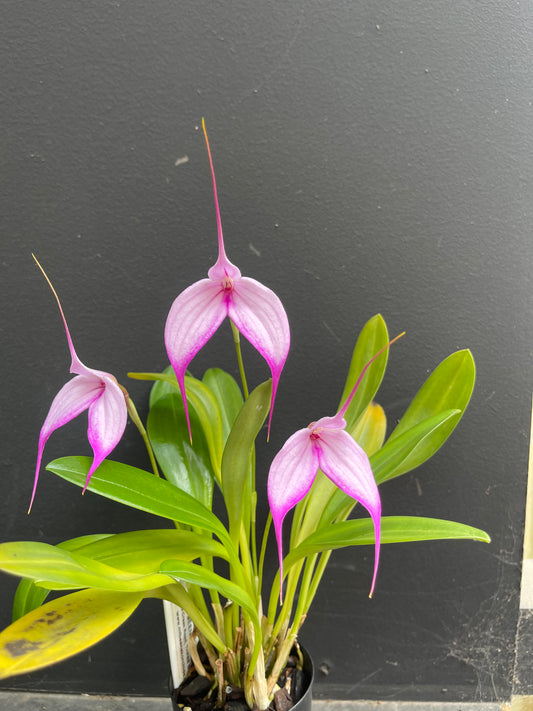Masdevallia Impact 'Pink Magic' full plant photo showing the compact growth and pale pink flowers sharply tipped with vibrant magenta-pink and long tails.