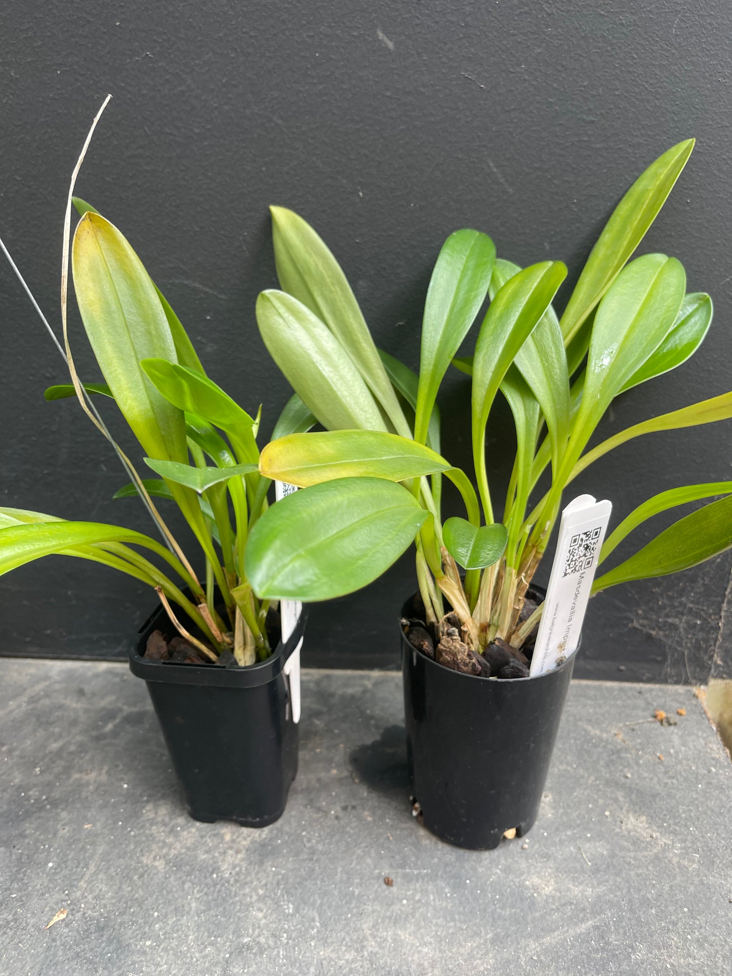 Masdevallia Impact ‘Pink Magic’