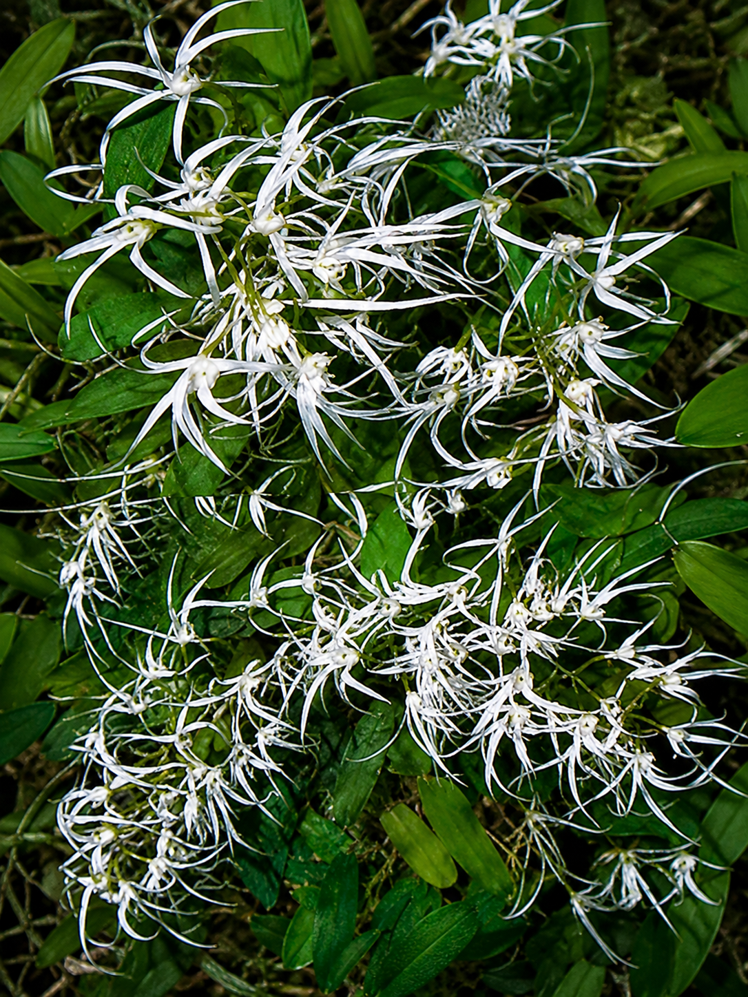 Dendrobium linguiforme (Syn. Dockrillia linguiformis) mounted plant showing established growth habit
