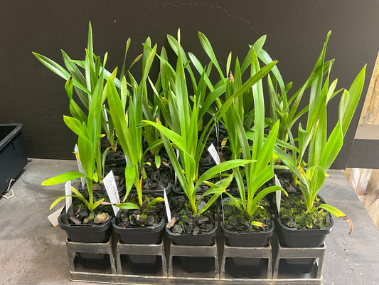 68mm mericlone cymbidium