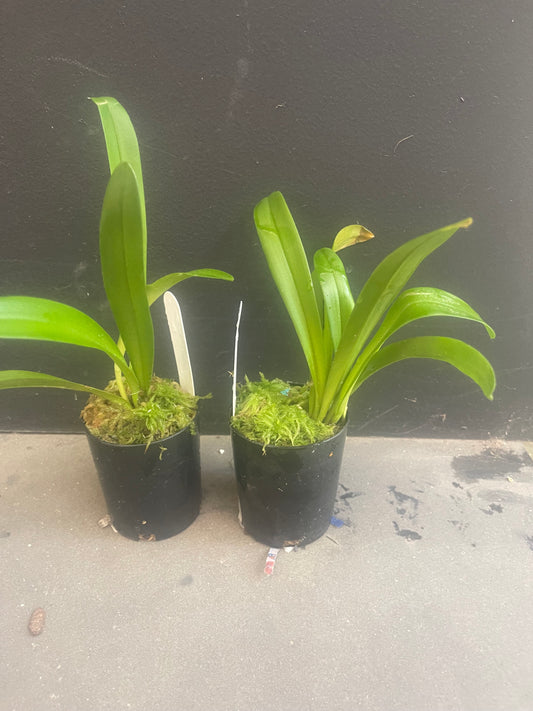 Dracula inaequalis: Charming Uneven-Sepaled Monkey Orchid