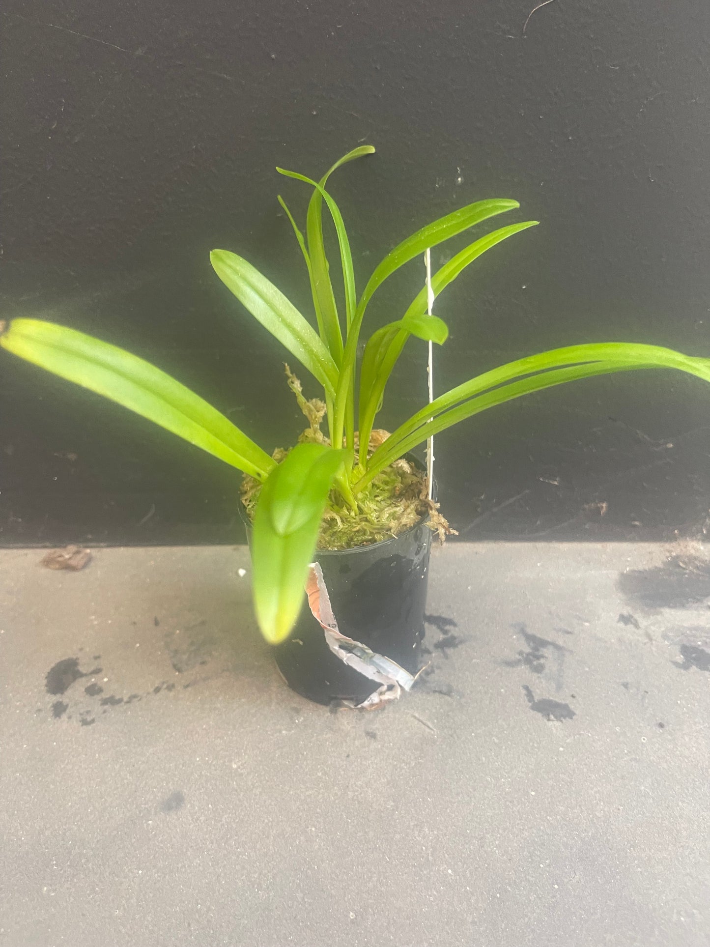 Dracula mopsus - Unique Monkey Face Orchid