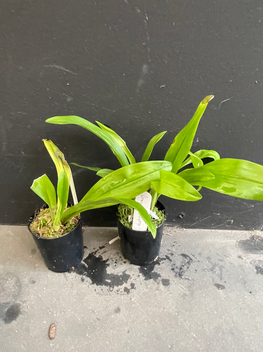 Dracula severa – Species Orchid