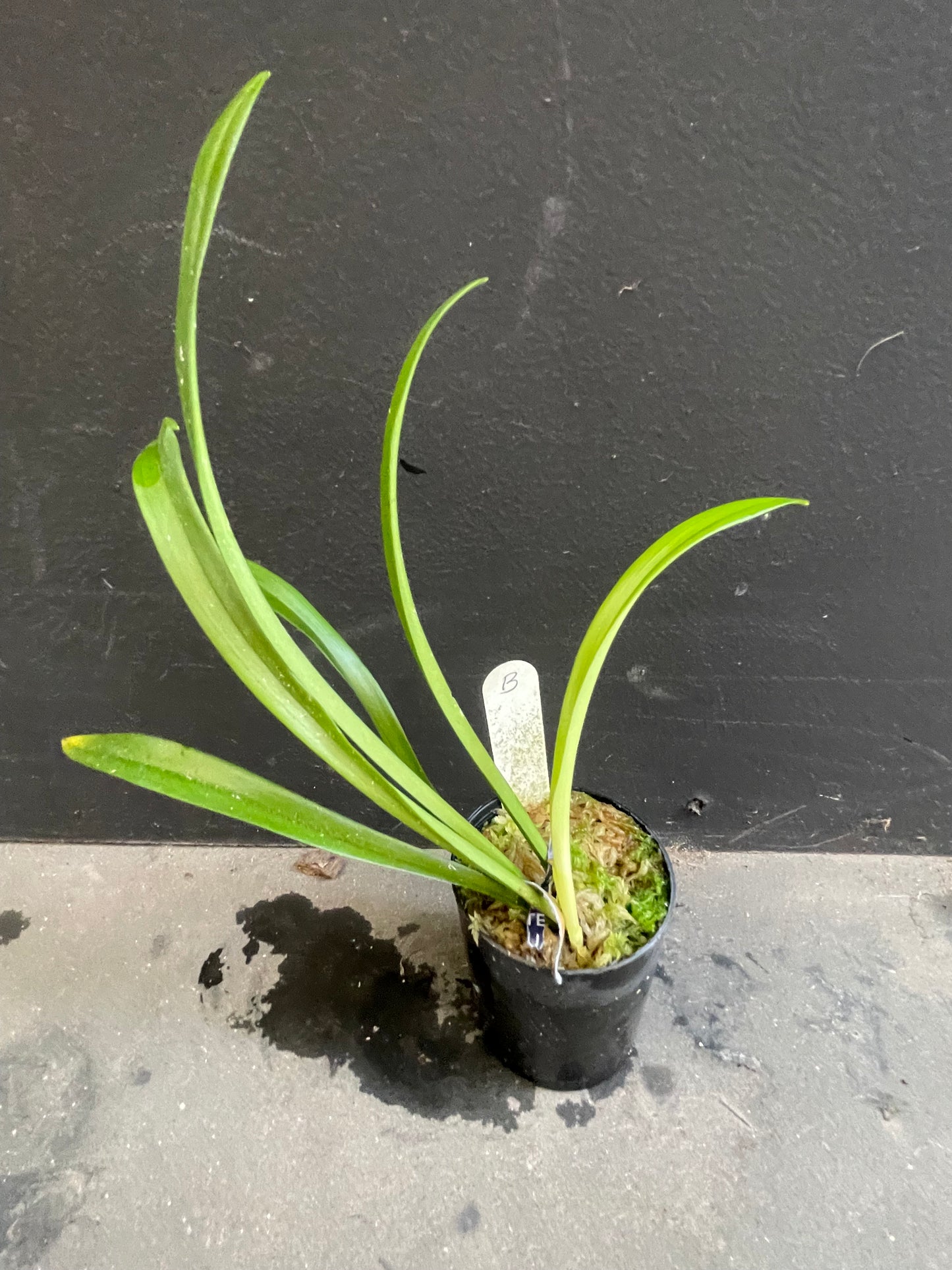 Dracula ripleyana: Grow This Rare Monkey Face Orchid | Rare Epiphytic Orchid